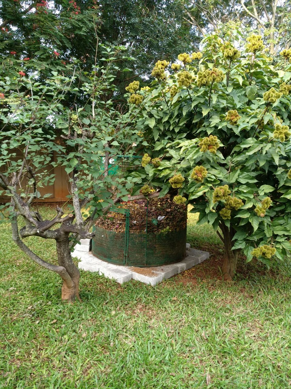 Community composting method-16: These composters can solve city’s dry leaves burning problem. Is BBMP listening?